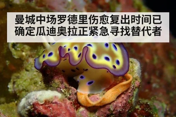曼城中场罗德里伤愈复出时间已确定瓜迪奥拉正紧急寻找替代者